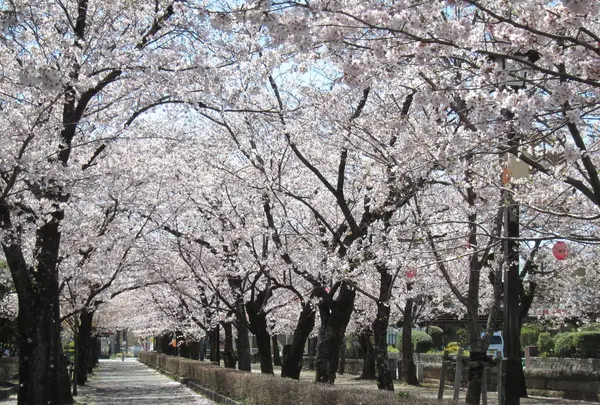菊池神社参道の写真・動画_image_262242