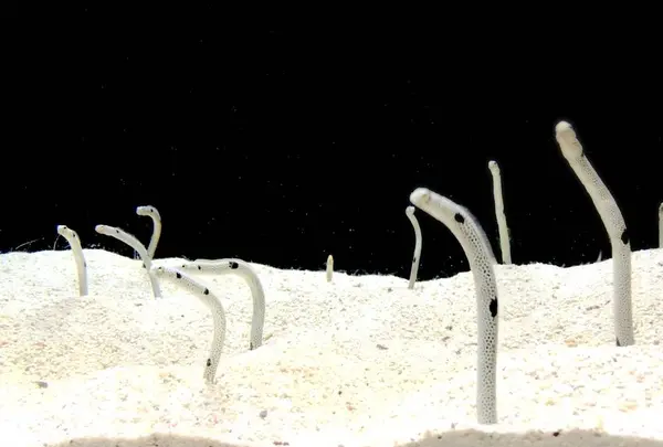 神戸市立須磨海浜水族園の写真・動画_image_262326