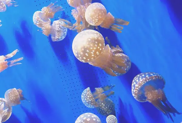 神戸市立須磨海浜水族園の写真・動画_image_262327