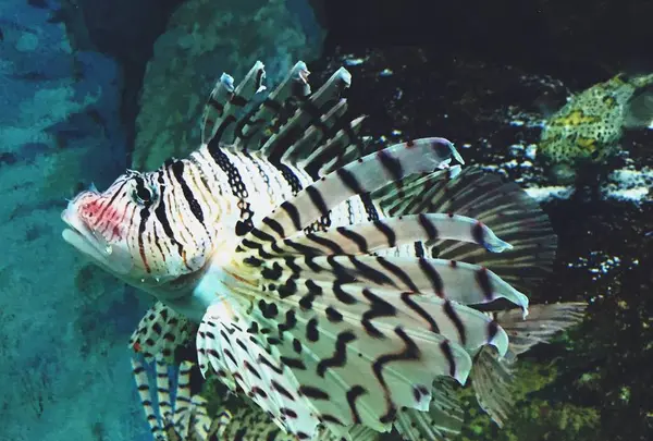 神戸市立須磨海浜水族園の写真・動画_image_262328