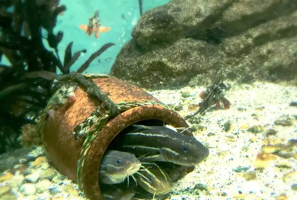 神戸市立須磨海浜水族園の写真・動画_image_262329