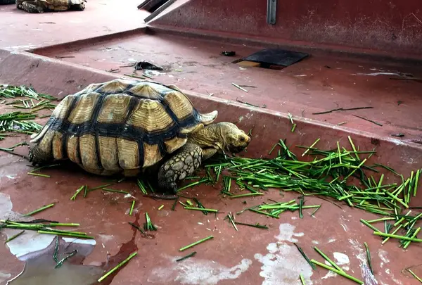 神戸市立須磨海浜水族園の写真・動画_image_262330