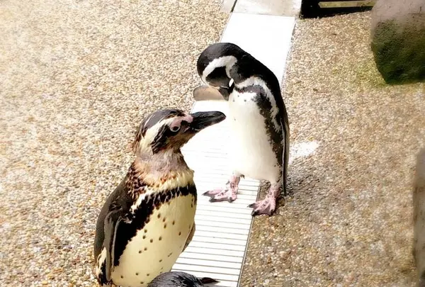 神戸市立須磨海浜水族園の写真・動画_image_262332