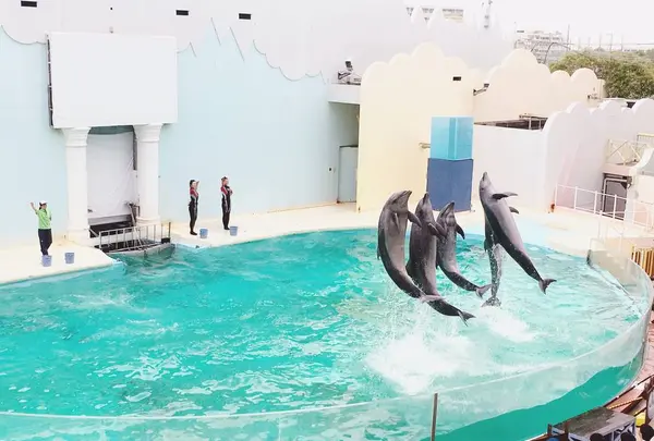 神戸市立須磨海浜水族園の写真・動画_image_262333