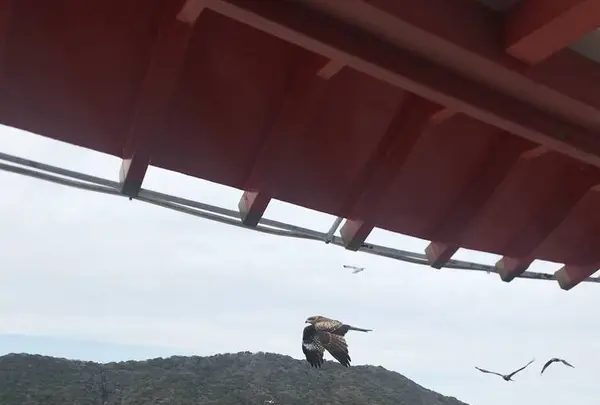 鳥羽マリンターミナルの写真・動画_image_262366