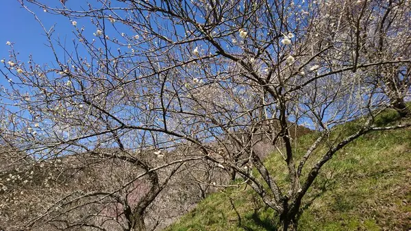 木下沢梅林の写真・動画_image_262417
