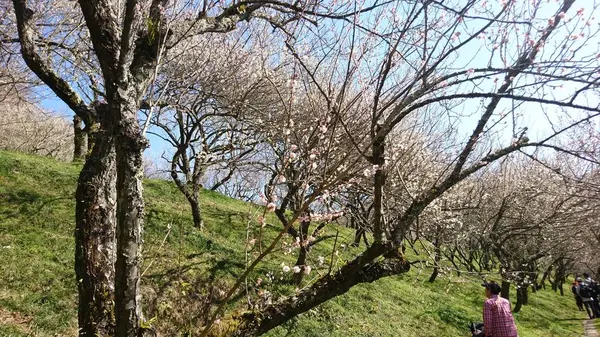 木下沢梅林の写真・動画_image_262423