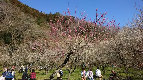 木下沢梅林の写真・動画_image_262424