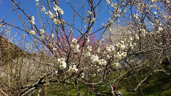 木下沢梅林の写真・動画_image_262428