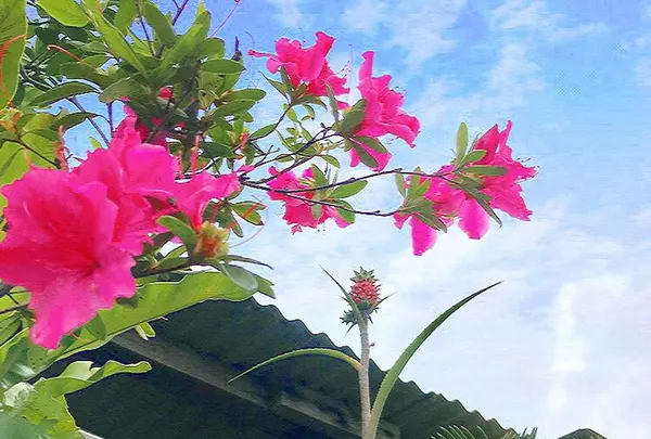 壺屋やちむん通りの写真・動画_image_262865