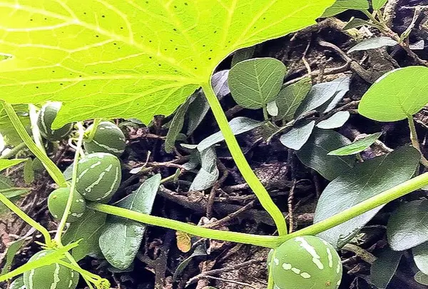 壺屋やちむん通りの写真・動画_image_262866