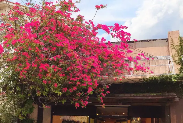 壺屋やちむん通りの写真・動画_image_262867