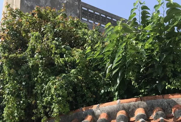 壺屋やちむん通りの写真・動画_image_262871