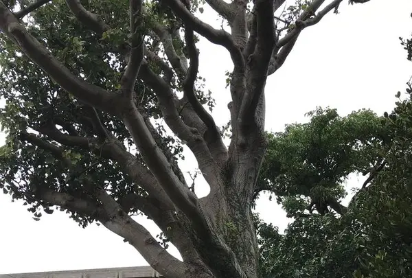 玉陵の写真・動画_image_262940