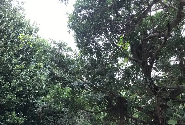 玉陵の写真・動画_image_262943