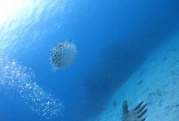 慶良間諸島周辺の写真・動画_image_262959