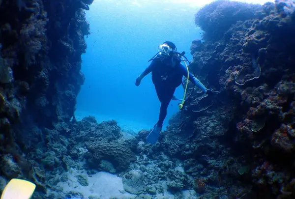 慶良間諸島周辺の写真・動画_image_262961