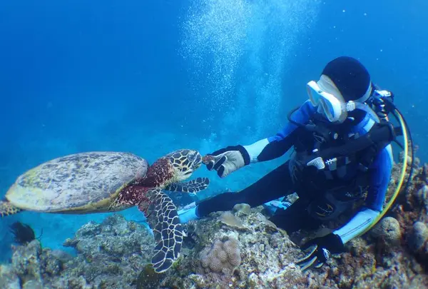 慶良間諸島周辺の写真・動画_image_262962