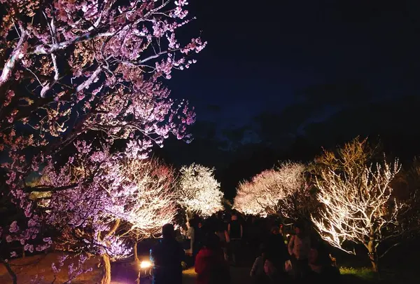 偕楽園の写真・動画_image_263922