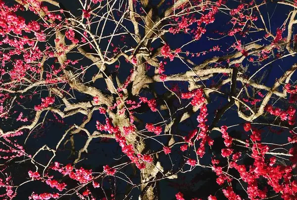 偕楽園の写真・動画_image_263923