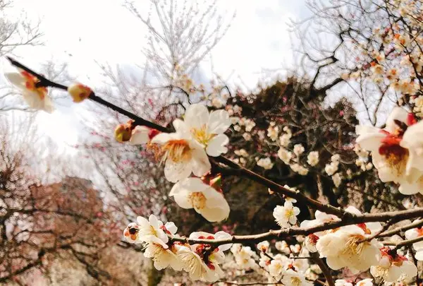 弘道館公園の写真・動画_image_263927