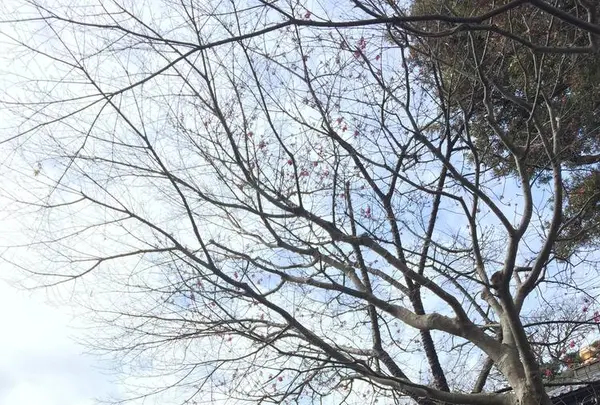 長谷寺の写真・動画_image_264130