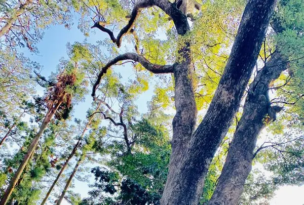 久能山東照宮の写真・動画_image_264598