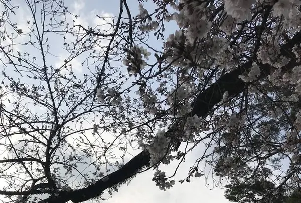 小田原城の写真・動画_image_266137