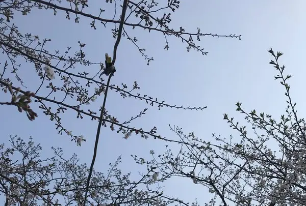 小田原城の写真・動画_image_266138