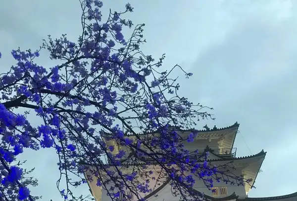 小田原城の写真・動画_image_266192