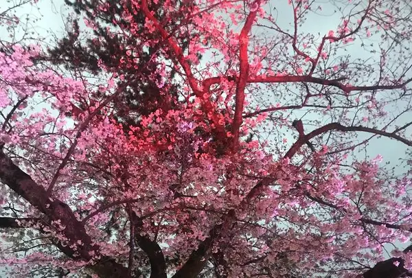 小田原城の写真・動画_image_266194