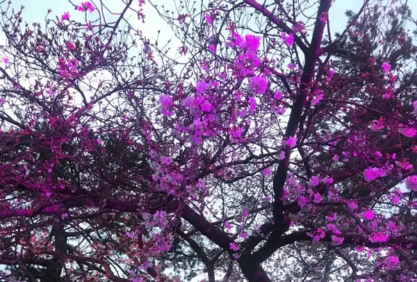 小田原城の写真・動画_image_266196