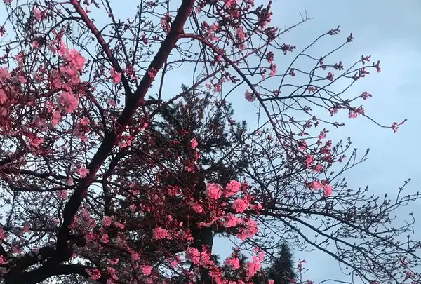 小田原城の写真・動画_image_266198