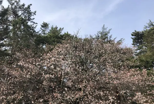 京都御苑の写真・動画_image_266496