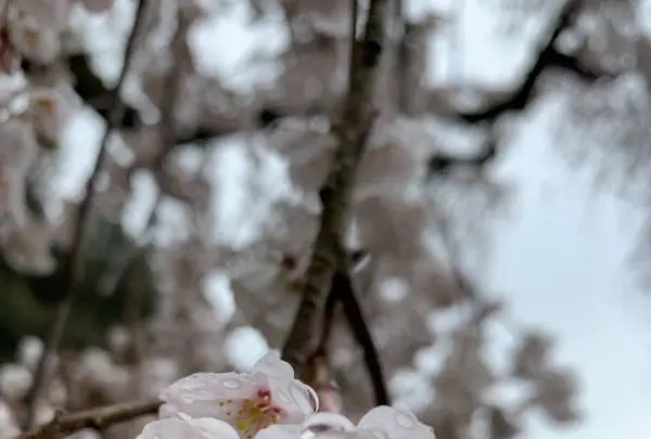 嶌頭山 徳勝寺の写真・動画_image_267673