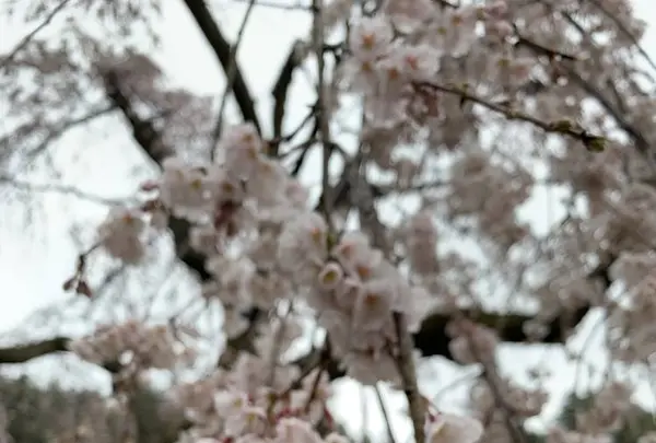 嶌頭山 徳勝寺の写真・動画_image_267674