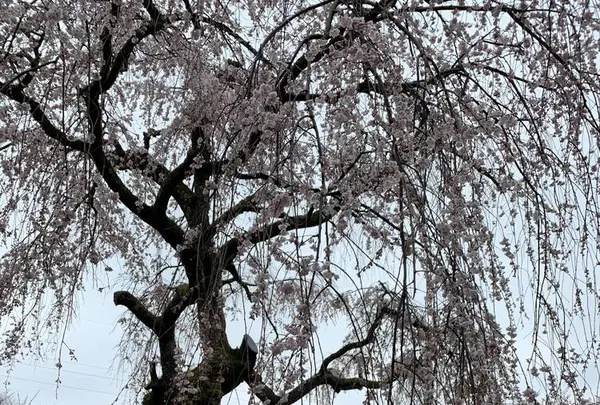 嶌頭山 徳勝寺の写真・動画_image_267675