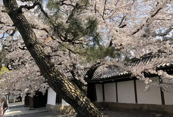 佛光寺の写真・動画_image_267737