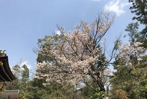 北野天満宮の写真・動画_image_267739