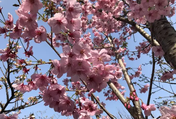 京都府立植物園の写真・動画_image_267742