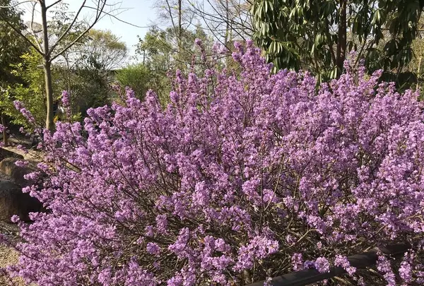 京都府立植物園の写真・動画_image_267746