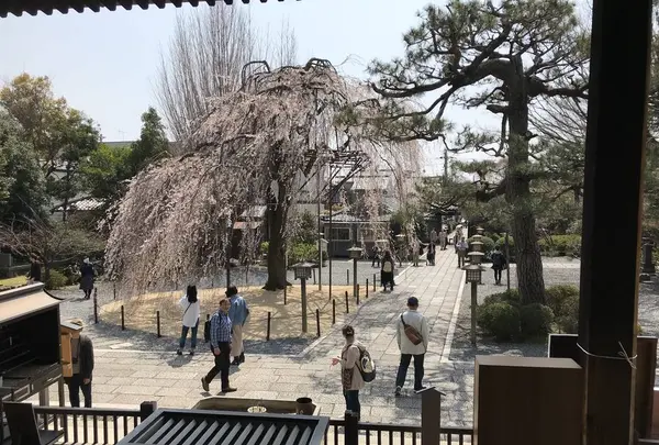 千本釈迦堂（大報恩寺）の写真・動画_image_267749