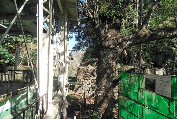 日本平ロープウェイの写真・動画_image_267800