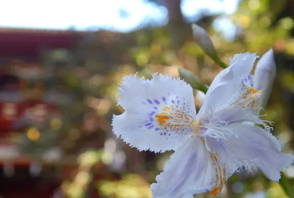 久能山東照宮の写真・動画_image_267813