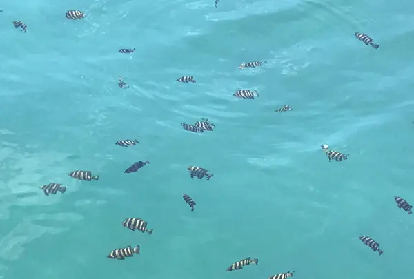 おさかな集積所”おとと”の写真・動画_image_268304