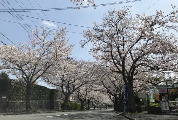 城ヶ崎海岸の写真・動画_image_268592