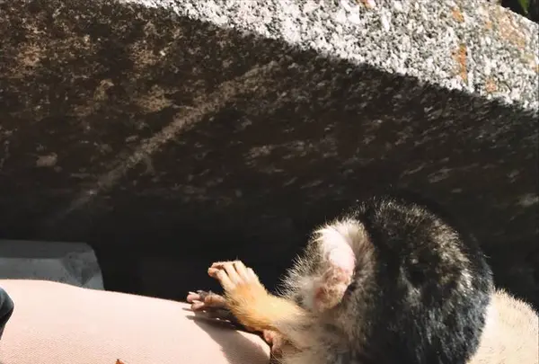 伊豆シャボテン動物公園の写真・動画_image_268636