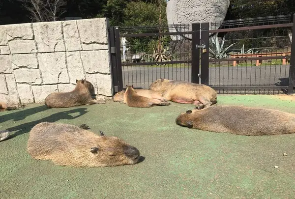伊豆シャボテン動物公園の写真・動画_image_268642