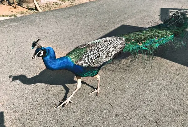 伊豆シャボテン動物公園の写真・動画_image_268646