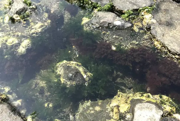 江の島の写真・動画_image_268660
